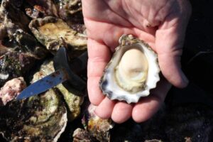 fresh sydney rock oysters 97137565